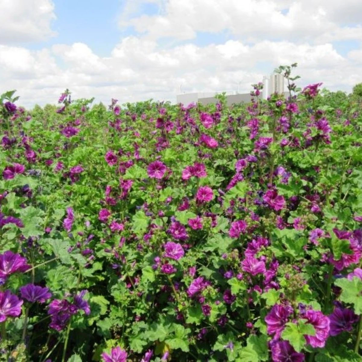 BIO Slez lesný tmavofialový - Malva sylvestris - semená slezu - 50 ks