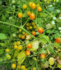 Paradajka kríčková Microberry - Solanum lycopersicum - semená paradajok - 6 ks