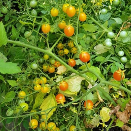 Paradajka kríčková Microberry - Solanum lycopersicum - semená paradajok - 6 ks