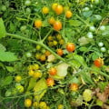 Paradajka kríčková Microberry - Solanum lycopersicum - semená paradajok - 6 ks