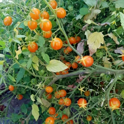 Paradajka kríčková Microberry - Solanum lycopersicum - semená paradajok - 6 ks