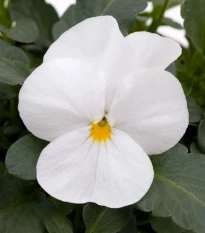 Fialka rohatá Sorbet xp White - Viola cornuta - semená fialky - 20 ks