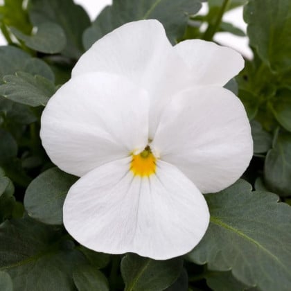 Fialka rohatá Sorbet xp White - Viola cornuta - semená fialky - 20 ks