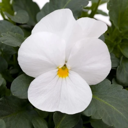 Fialka rohatá Sorbet xp White - Viola cornuta - semená fialky - 20 ks