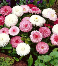 Sedmokráska obyčajná ružové odtiene - Bellis perennis monstrosa - semená sedmokrásky - 200 ks