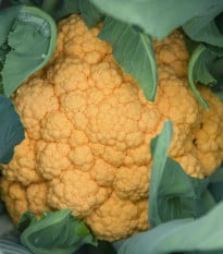 Karfiol Lisboa F1 - Brassica oleracea - semená karfiolu - 10 ks