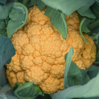 Karfiol Lisboa F1 - Brassica oleracea - semená karfiolu - 10 ks