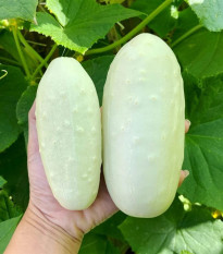 Uhorka poľná White Wonder - Cucumis sativus - semená uhorky - 5 ks
