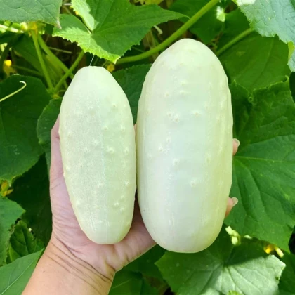 Uhorka poľná White Wonder - Cucumis sativus - semená uhorky - 5 ks