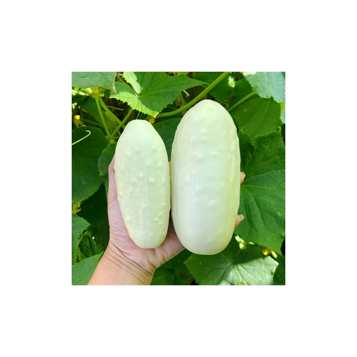 Uhorka poľná White Wonder - Cucumis sativus - semená uhorky - 5 ks