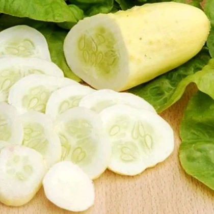 Uhorka poľná White Wonder - Cucumis sativus - semená uhorky - 5 ks