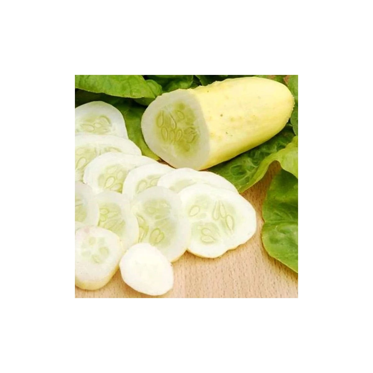 Uhorka poľná White Wonder - Cucumis sativus - semená uhorky - 5 ks