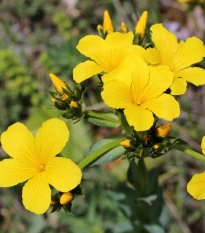 Ľan hlavatý - Linum capitatum - semená ľanu - 100 ks