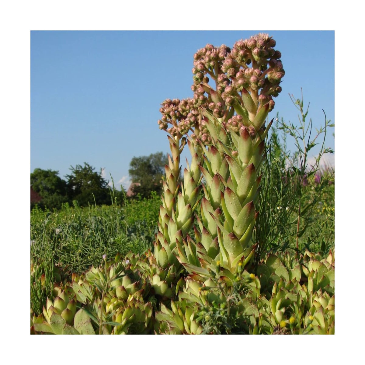 Skalnica strechová - Sempervivum tectorum - semená netraska - 30 ks