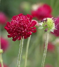 Chrastavec macedónsky - Knautia macedonica - semená chrastavca - 15 ks
