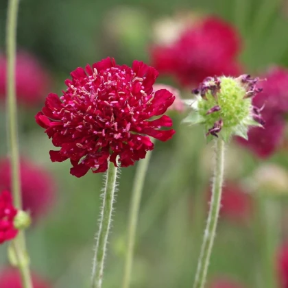 Chrastavec macedónsky - Knautia macedonica - semená chrastavca - 15 ks