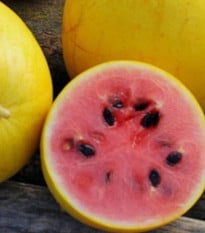 Melón Golden Midget - Cucumis melo - semená melóna - 6 ks