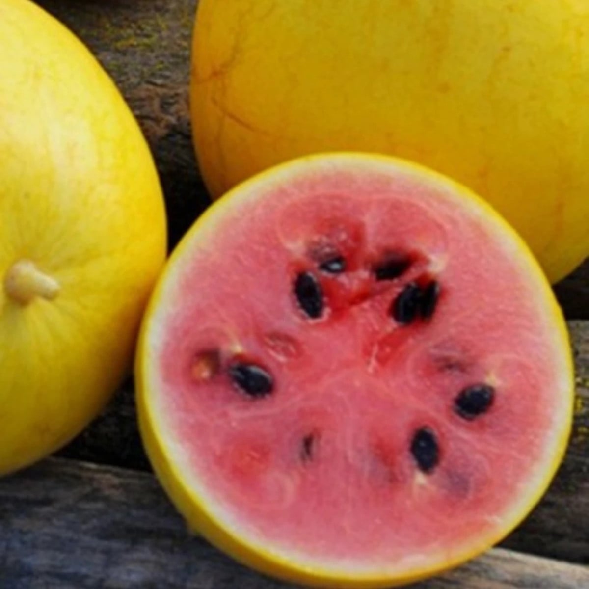 Melón Golden Midget - Cucumis melo - semená melóna - 6 ks