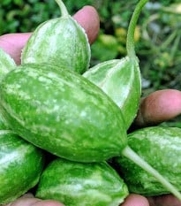 Uhorka Liso Calcuta - Cucumis anguria - semená uhorky - 12 ks