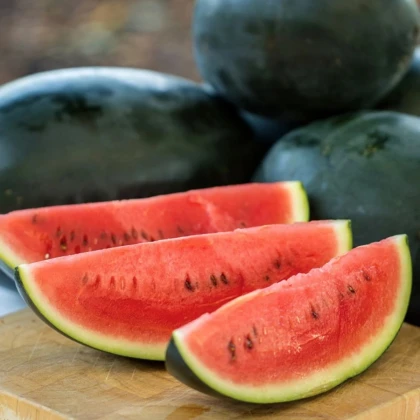 Melón vodný Little Darling F1 - Citrullus lanatus - semená melóna - 5 ks