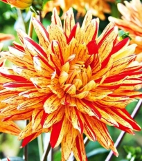 Georgína Striped Vulcan - Dahlia - hľuzy georgíny - 1 ks