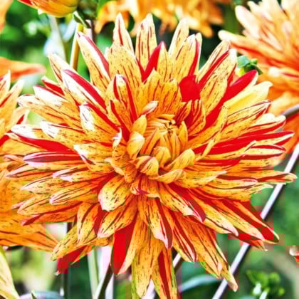 Georgína Striped Vulcan - Dahlia - hľuzy georgíny - 1 ks