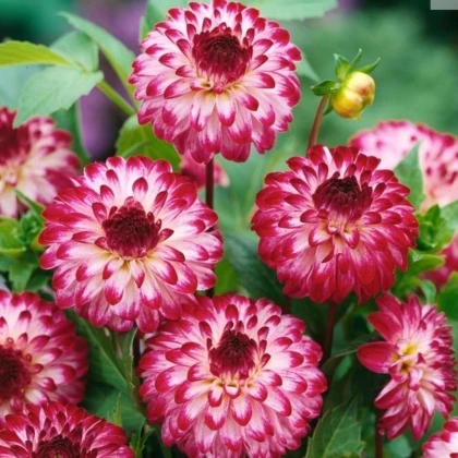 Georgína Little Robert - Dahlia - hľuzy georgíny - 1 ks