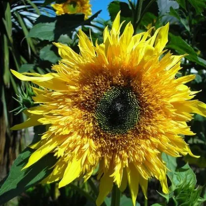 Slnečnica F1 Surprise - Helianthus annuus - semená slnečnice - 7 ks