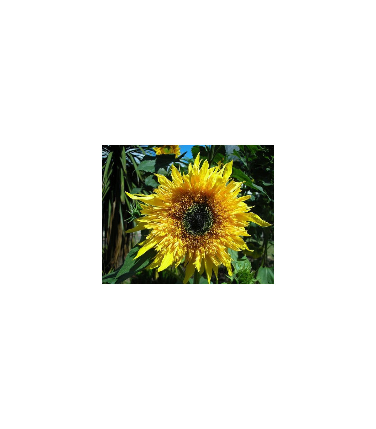 Slnečnica F1 Surprise - Helianthus annuus - semená slnečnice - semiačka - 7 ks