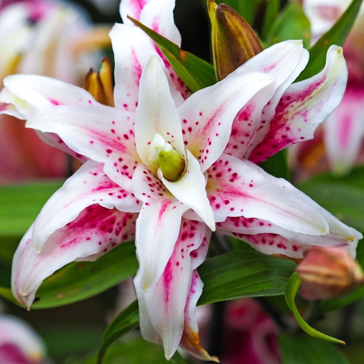 Ľalia Magic Star - Lilium - cibuľa ľalia - 1 ks
