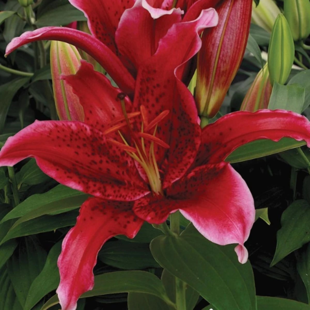 Ľalia Red Flash - Lilium - cibuľa ľalia - 1 ks