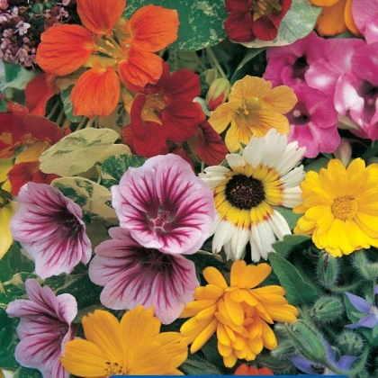 Zmes kvetín - jedlé kvety - semená Kiepenkerl - 1 ks