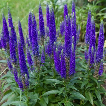 Veronika klasnatá - Veronica spicata - hľuzy veroniky - 1 ks