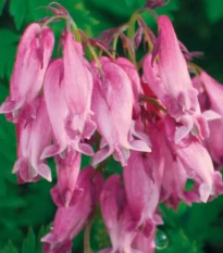 Srdcovka formosa Luxuriant - Dicentra formosa - hľuzy srdcovky - 1 ks