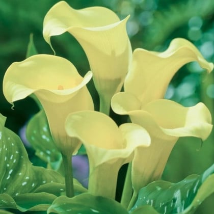 Kala Albomaculata - Zantedeschia - hľuzy kaly - 1 ks