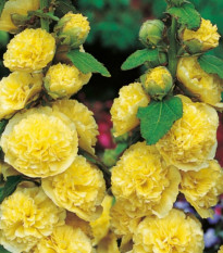 Topoľovka žltá - Alcea rosea - jednoducho korenené sadenice topoľovky - 1 ks