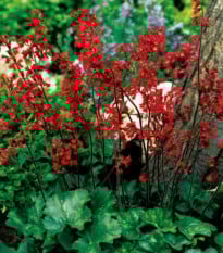 Heuchera krvavá - Heuchera sanquinea - jednoducho korenené sadenice dlhušky - 1 ks