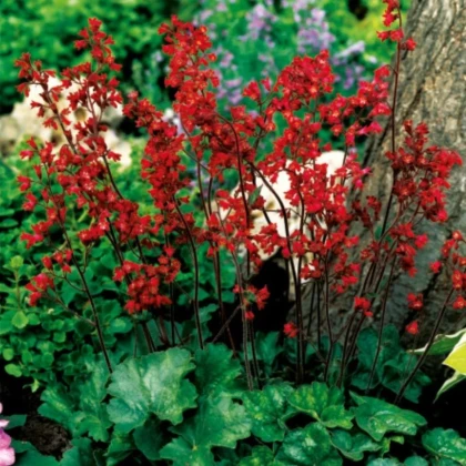 Heuchera krvavá - Heuchera sanquinea - jednoducho korenené sadenice dlhušky - 1 ks