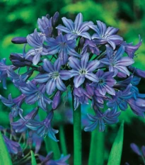 Kalokvet modrý - Agapanthus praecox - voľnokorenné sadenice kalokvetu - 1 ks