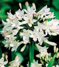 Kalokvet biely - Agapanthus praecox - voľnokorenné sadenice kalokvetu - 1 ks