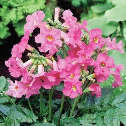 Dvojostica delavayova - Incarvillea delavayi - hľuzy inkarviley - 1 ks