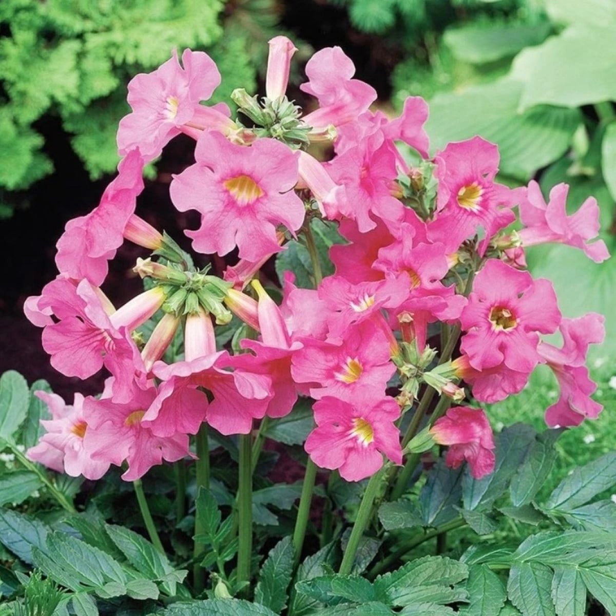 Dvojostica delavayova - Incarvillea delavayi - hľuzy inkarviley - 1 ks