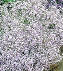 Gypsomilka metlinatá biela - Gypsophila paniculata - jednoducho korenené sadenice gypsomilky - 1 ks