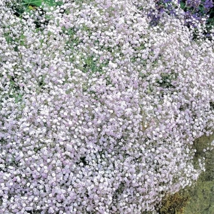 Gypsomilka metlinatá biela - Gypsophila paniculata - jednoducho korenené sadenice gypsomilky - 1 ks
