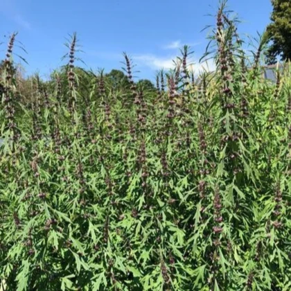 Srdcovník sibírsky - Leonorus sibiricus - semená srdcovníka - 50 ks