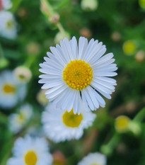 Turan Karwinského Profusion - Erigeron karvinskianus - semená turanu - 50 ks