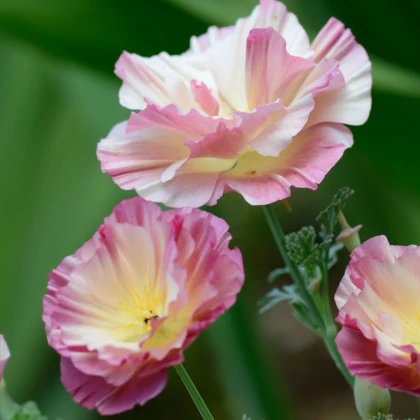 Slncovka kalifornská plnokvetá ružová - Eschscholzia californica - semená slncovky - 150 ks