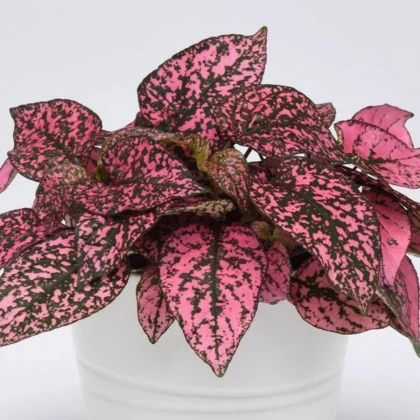 Podrastovka listoklasá Splash Select Rose - Hypoestes - semená podrastovky - 30 ks