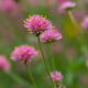 Gomfréna Fireworks - Gomphrena pulchella - semená gomfrény - 20 ks