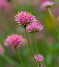 Gomfréna Fireworks - Gomphrena pulchella - semená gomfrény - 20 ks